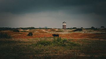 Herfstige Duinen tussen Monster en Kijkduin: Koe in het Groene en Bruine Landschap Onder een Donkere Luch van ByLulu