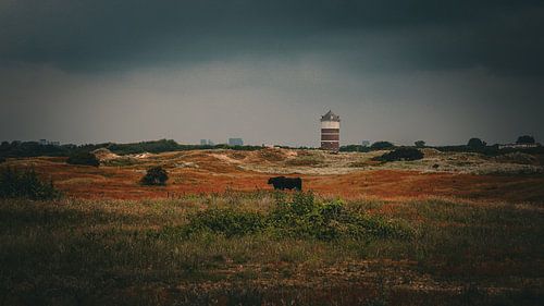 Dunes d'automne entre Monster et Kijkduin : La vache dans le paysage vert et brun sous une lumière sombre