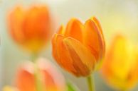 Geel oranje tulpen met vervaging van Gonnie van de Schans thumbnail