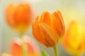 Geel oranje tulpen met vervaging