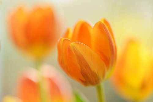 Geel oranje tulpen met vervaging