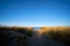 Dunes on the beach of Warnemünde by Heiko Kueverling
