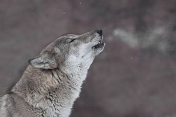 Het lied van de wolf, het gehuil van de wolf... van Michael Semenov
