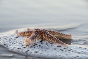 Super Starfish. sur Erika Schouten