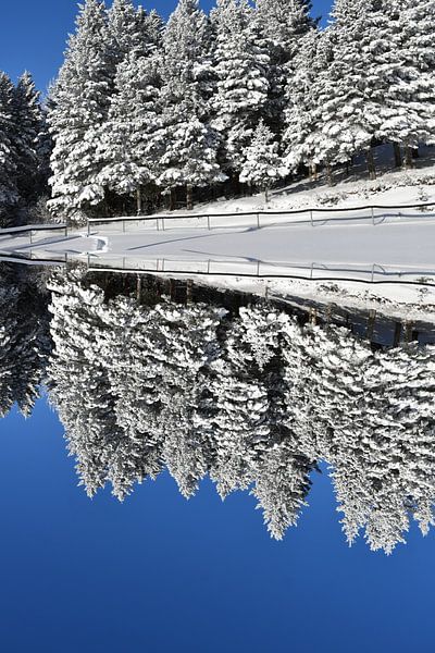 Une première neige sur une forêt de résineux par Claude Laprise