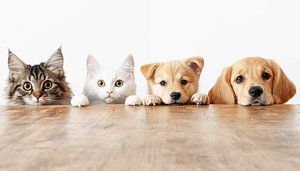 Peeping dogs and cats