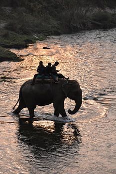 Éléphant dans l'eau avec le coucher du soleil