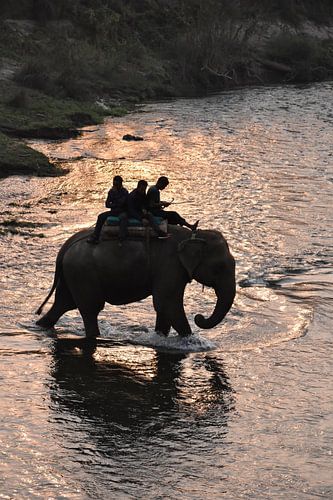 Elefant im Wasser bei Sonnenuntergang