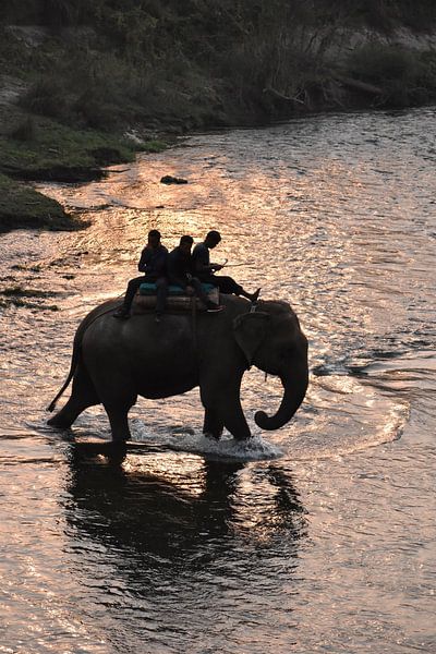 Éléphant dans l'eau avec le coucher du soleil par Annemiek Lenting