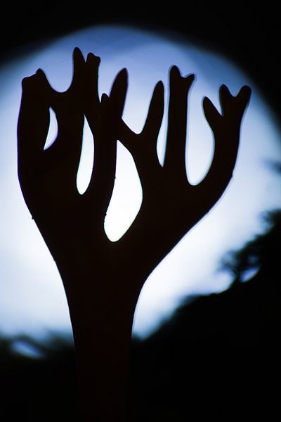 Coral mushroom by Danny Slijfer Natuurfotografie