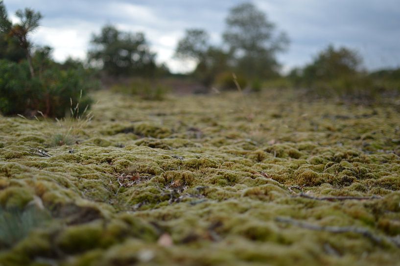 Moss by Inge Schoonenberg