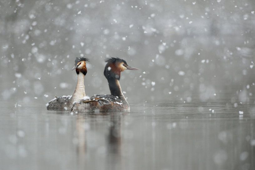 Fuut (Podiceps cristatus) in de winter, met sneeuwval, wilde dieren, Europa. van wunderbare Erde