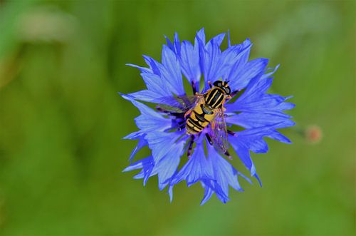 Blauwe Pendelaar