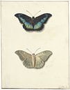 Boven- en onderaanzicht van een vlinder, Georgius Jacobus Johannes van Os van Vintage en botanische Prenten thumbnail