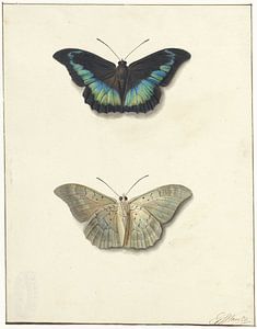 Boven- en onderaanzicht van een vlinder, Georgius Jacobus Johannes van Os