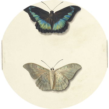 Boven- en onderaanzicht van een vlinder, Georgius Jacobus Johannes van Os