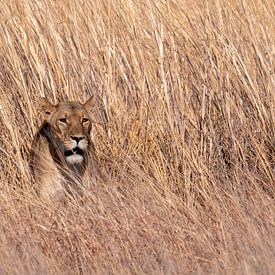 Lionne (Leo Panthera) dans les hautes herbes sur Kees van den Burg