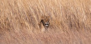Leeuwin (Leo Panthera) in hoog gras van Kees van den Burg