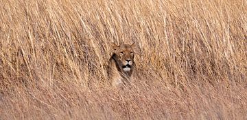 Lionne (Leo Panthera) dans les hautes herbes sur Kees van den Burg