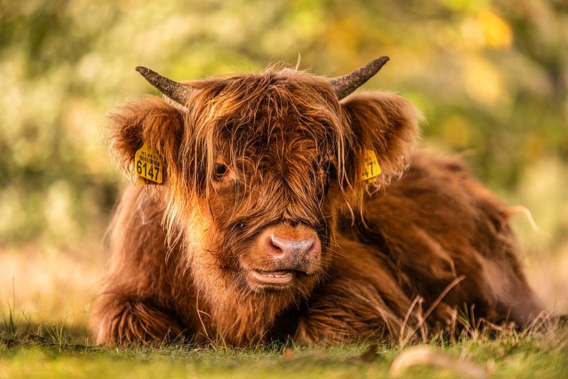 Scottish highlander by Bas Fransen