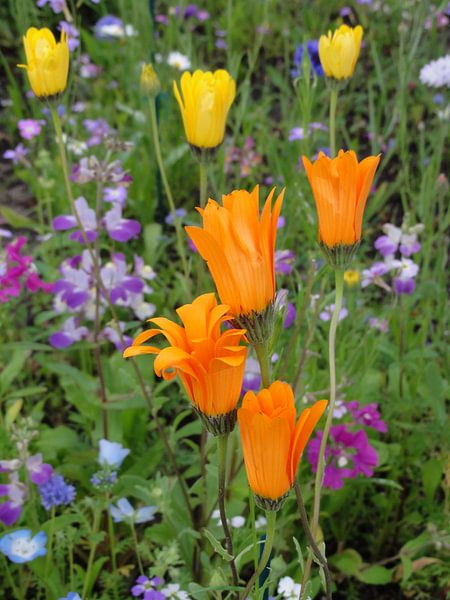 Oranje veldbloemen von Lotte Veldt
