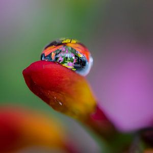 Tröpfchen auf Blume von Femke Straten