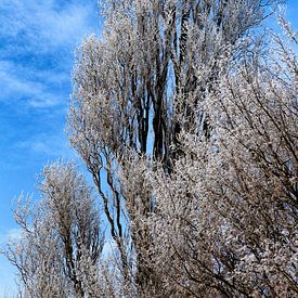 Besneeuwde boomtoppen: winter in Nederland. van Paul Teixeira