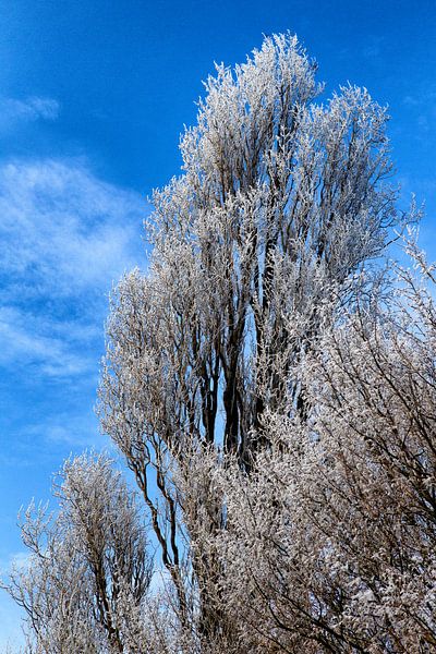 Besneeuwde boomtoppen: winter in Nederland. van Paul Teixeira
