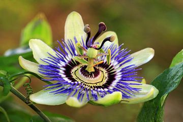 Passiflora caerulea van Jolanta Mayerberg