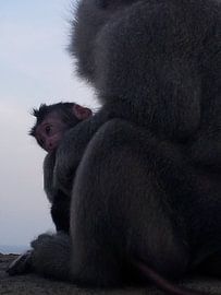 Ikaap von Iris Ritzen