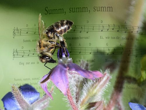 Summ, summ, summ ...........