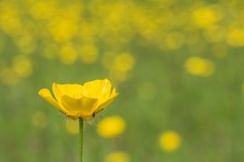 geel bloemke van Jan Heijmans