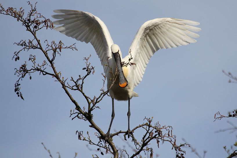 Lepelaar bouwt aan nest van Arnold van der Horst
