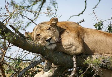 Rustende leeuw in Oeganda van Achim Prill