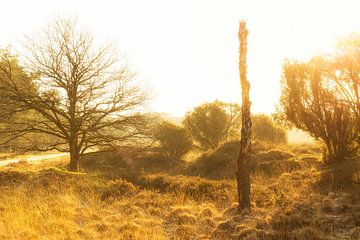 Zonsopkomst Dwingelderveld Drenthe (Nederland) van Marcel Kerdijk