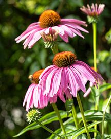 Sonnenhut, Echinacea purpurea von Alexander Ludwig