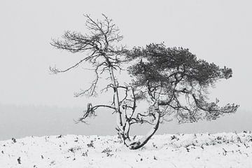 Grove den tijdens een sneeuwbui in de winter in Nederland. van Rob Christiaans