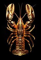 Lobster Luxe - Golden Lobster