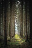Wald