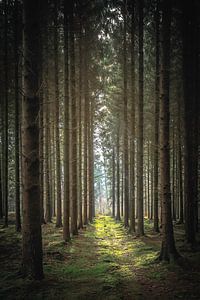 forest sur Christophe Van walleghem