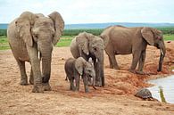 Olifanten in Addo Elephant National Park 548 van Barbara Fraatz thumbnail