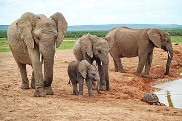 Eléphants dans le parc national d'Addo Elephant 548