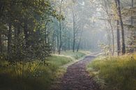 Ochtend boswandeling in de Oisterwijkse Bossen en Vennen by Peter Nolten thumbnail