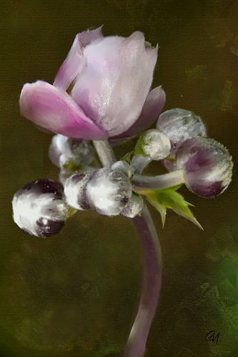 Bloemen schilderen - Herfst anemoon