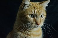 Dutch cat von Capfield Photography Miniaturansicht