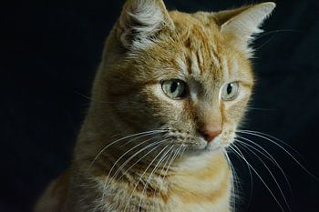 Dutch cat