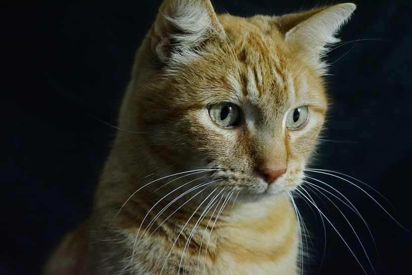Dutch cat von Capfield Photography