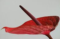 Flamingo-Pflanze von Niek Traas Miniaturansicht