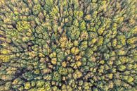 Herfstkleuren in het bos van Jeroen Kleiberg thumbnail