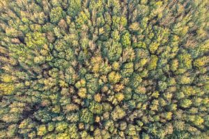 Autumn colours in the forest
